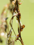 Humped bladderwort